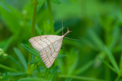 Polypogon tentacularia