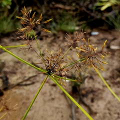 Cyperus bulbosus