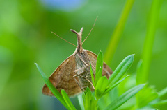 Polypogon tentacularia