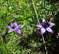 Gentianella rapunculoides