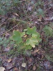 Ribes rubrum