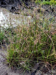 Cyperus bulbosus