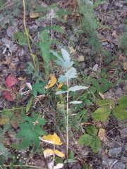 Filipendula stepposa