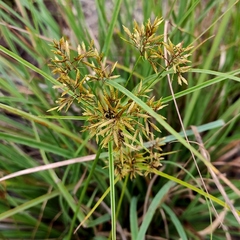Cyperus bulbosus