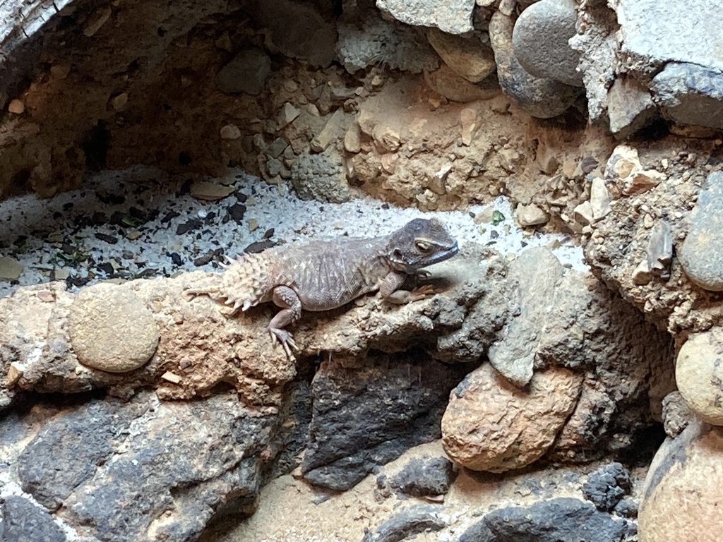 Taylor's Strange Agama