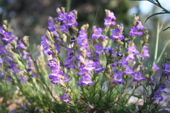 Penstemon linarioides