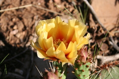 Opuntia phaeacantha
