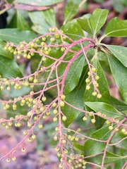 Pieris japonica