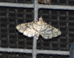Hileithia rehamalis