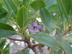 Myoporum bontioides