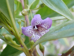 Myoporum bontioides