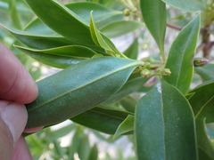 Myoporum bontioides