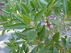 Myoporum bontioides