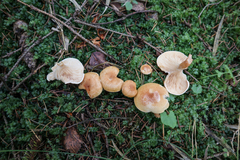 Paralepista gilva
