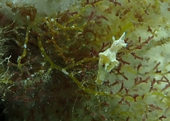 Aplysia parvula
