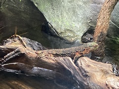 Shinisaurus crocodilurus