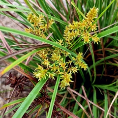 Cyperus javanicus