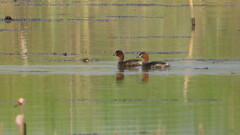 Tachybaptus ruficollis poggei