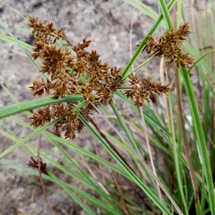 Cyperus javanicus