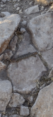 Gerrhonotus infernalis