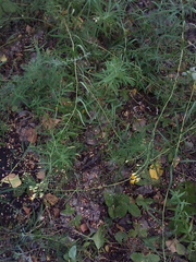 Galatella biflora
