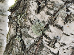 Flavopunctelia soredica