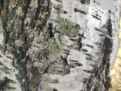 Flavopunctelia soredica