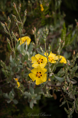 Cistus halimifolius