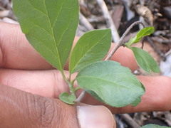 Ehretia rigida