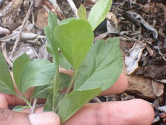 Ehretia rigida