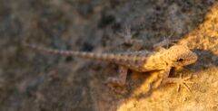 Pristurus carteri