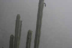 Trichocereus macrogonus peruvianus