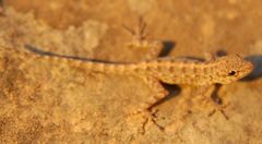 Pristurus carteri