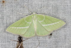 Iulops argocrana