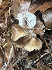 Mycena leptocephala