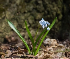 Puschkinia scilloides