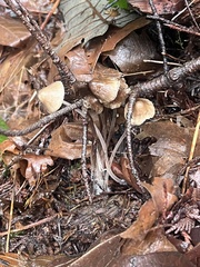 Mycena leptocephala