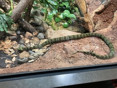 Protobothrops mangshanensis