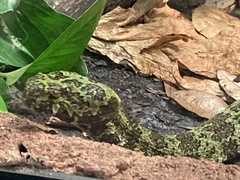 Protobothrops mangshanensis