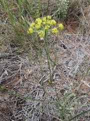 Lichtensteinia trifida