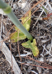 Lichtensteinia trifida