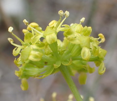 Lichtensteinia trifida