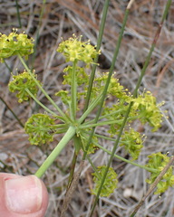 Lichtensteinia trifida