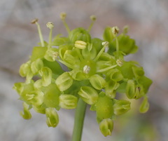 Lichtensteinia trifida