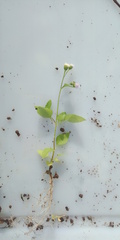 Praxelis clematidea