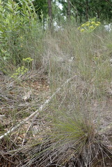 Lichtensteinia trifida