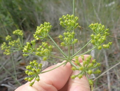 Lichtensteinia trifida