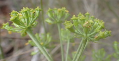 Lichtensteinia trifida