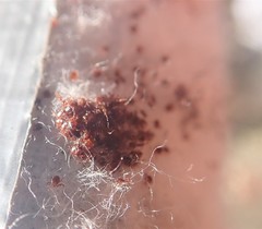 Dermacentor albipictus