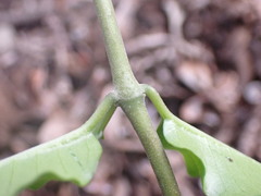 Cynanchum ellipticum